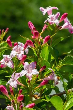 Weigela Bristol Ruby red flowers - Latin name - Weigela florida Bristol Ruby 库存照片