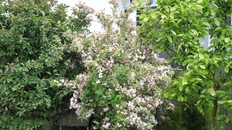 Weigela Florida in bloom Stock Footage 195694557