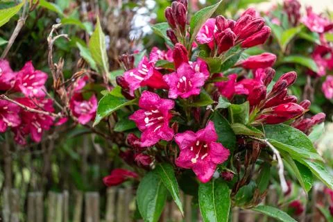 Weigela florida bristol ruby, flowers, caprifoliaceae 库存照片