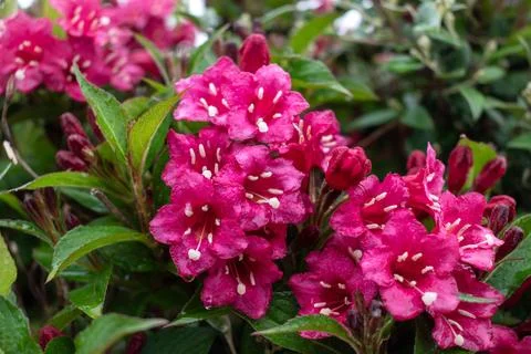 Weigela florida bristol ruby, flowers, caprifoliaceae 库存照片