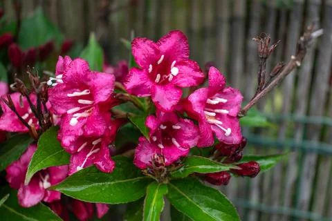 Weigela florida bristol ruby, flowers, caprifoliaceae Stock Photos