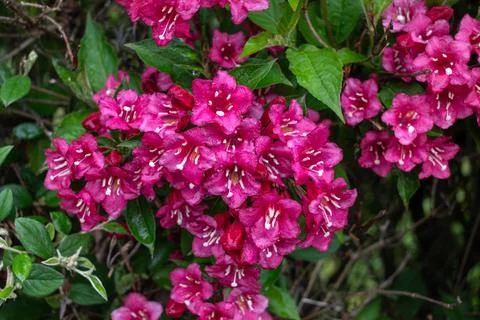 Weigela florida bristol ruby, flowers, caprifoliaceae 库存照片