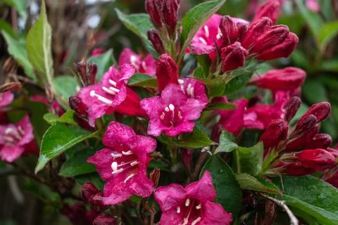 Weigela florida bristol ruby, flowers, caprifoliaceae 库存照片