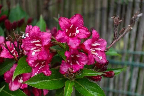 Weigela florida bristol ruby, flowers, caprifoliaceae 库存照片