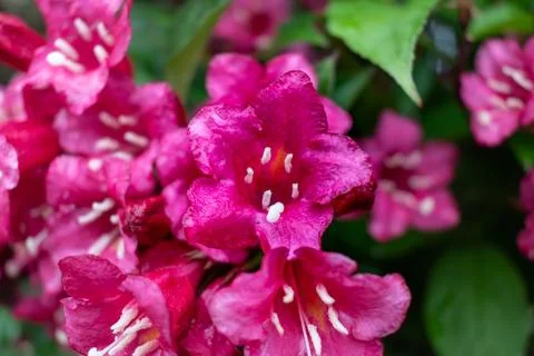 Weigela florida bristol ruby, flowers, caprifoliaceae Foto stock