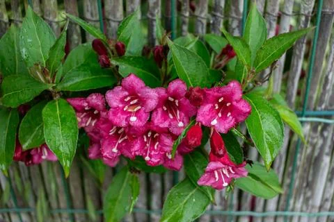 Weigela florida bristol ruby, flowers, caprifoliaceae 库存照片
