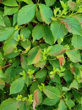 Weigela florida foliage background with subtle red autumn tint on leaf tips Stock Photos