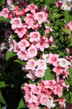 Weigela florida Stock Photos