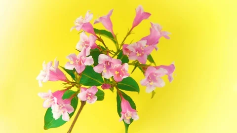 Weigela flowers 4k 動画素材 73153052