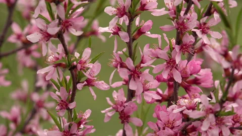 Weigela flowers getting necessary sunlight Stock Footage 239775127