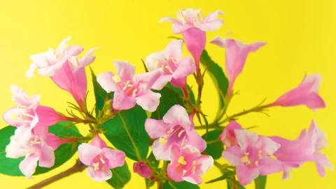 Weigela flowers HD 動画素材 73153064