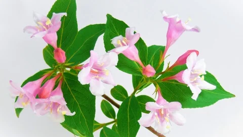Weigela flowers HD Stock Footage 73273980