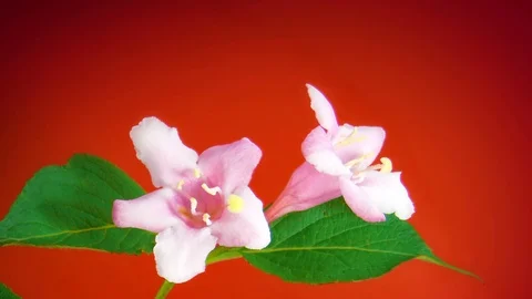 Weigela flowers HD 動画素材 73274004