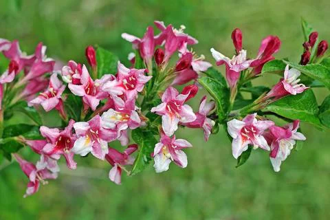 Weigela Stock Photos