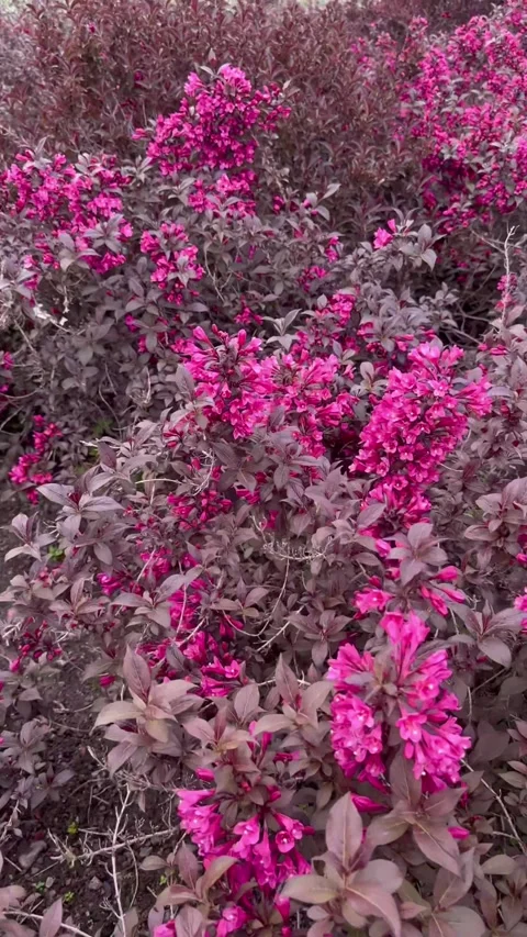 Weigela Ruby Queen shrub Video stock 274595421