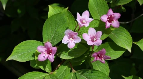 Weigelia florida Bristol Ruby Stock Footage 63222226