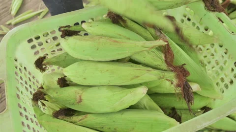 Weigh the corn on the scale.	 Stock Footage 224360241