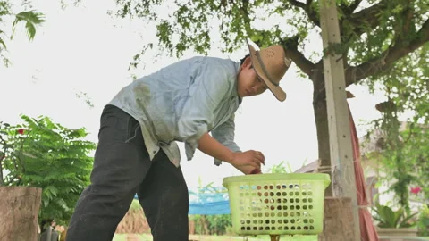 Weigh the corn on the scale.	 Stock Footage 224360349