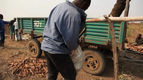 Weighing cassava Vídeos de archivo 37023099