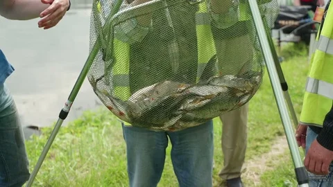 Weighing catch on the scales at the competitions. Catch fisherman in Video stock 78492219