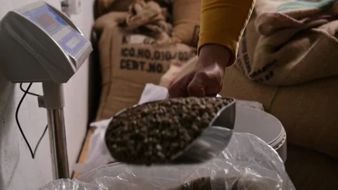 Weighing green coffee before roasting Stockbeeldmateriaal 152657031