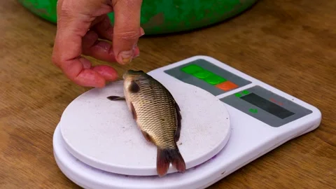 Weighing a small fish on a digital scale. Stock Footage 341790434