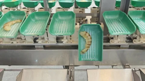 Weight based machine Stock Footage 337086624