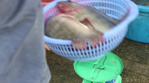 Weight of fish sold Stock Footage 67321102