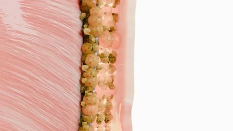 Weight loss Comparison. Before and after a thick and thin waist, Fat belly burn Stock Illustration
