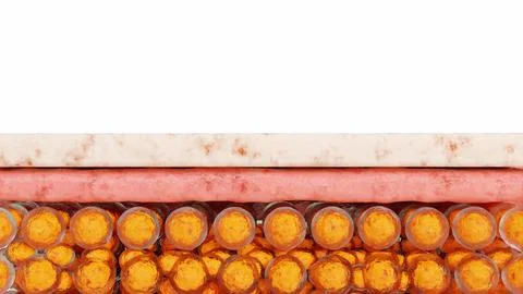 Weight loss Comparison. Before and after a thick and thin waist, Fat belly burn Stock Illustration