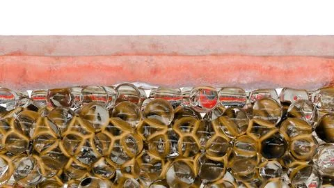 Weight loss Comparison. Fat belly cells, weight loss process. fat burn Stock Illustration