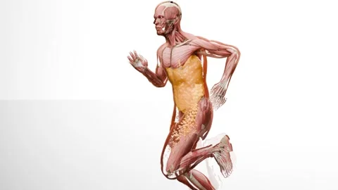 Weight loss Comparison. running jogging for losing weight, lose Fat belly Stock Footage 277847600