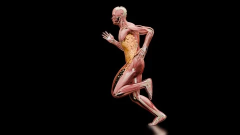 Weight loss Comparison. running jogging for losing weight, lose Fat belly, Stock Footage 277869198