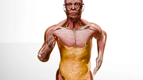 Weight loss Comparison. running jogging for losing weight, lose Fat belly Stock Footage 277947367