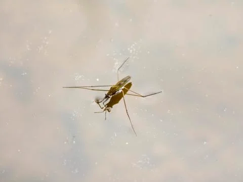 Weightless 스톡 사진