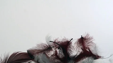 Weightless piling and absorbing of down feathers Stock Footage 82399875