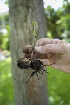 Weihnachtsmann Stock Photos