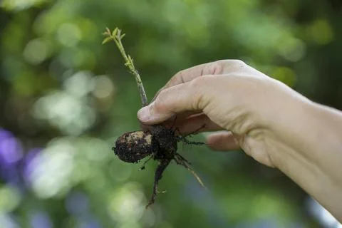 Weihnachtsmann Stock Photos