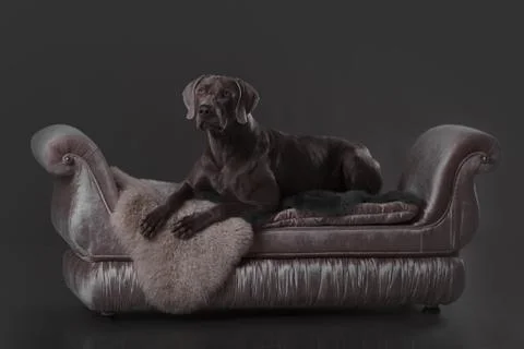 The Weimar pointer dog in Studio on a gray background lying on the sofa Stock Photos