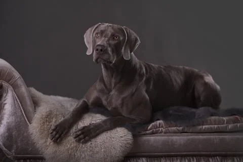 The Weimar pointer dog in Studio on a gray background lying on the sofa Stock Photos