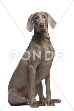 Weimaraner (2 years) Stock Photos
