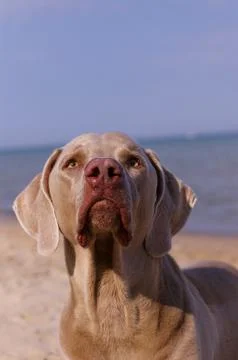 Weimaraner on the beach Foto stock