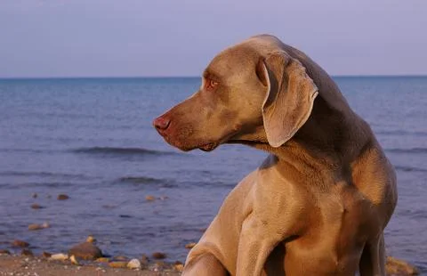 Weimaraner on the beach Stock Photos