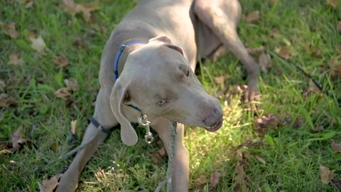 Weimaraner chewing stick Stock Footage 167424149