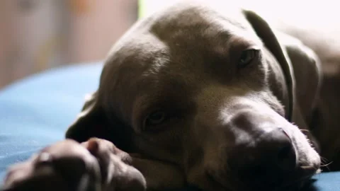 Weimaraner dog lying down on bed looking at camera with green eyes Stock Footage 130358353