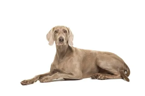 Weimaraner dog lying down looking at the camera seen from the side isolated o Stock Photos
