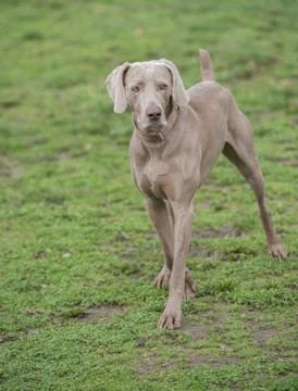 Weimaraner Dog Stock Photos