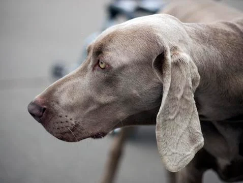 Weimaraner dog Stock Photos
