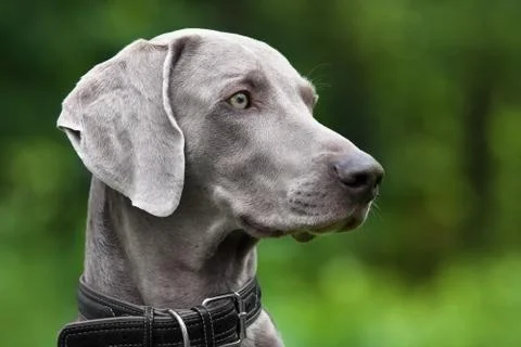 Weimaraner dog Stock Photos