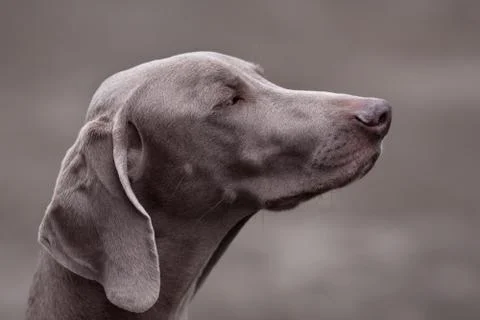 Weimaraner dog Stock Photos